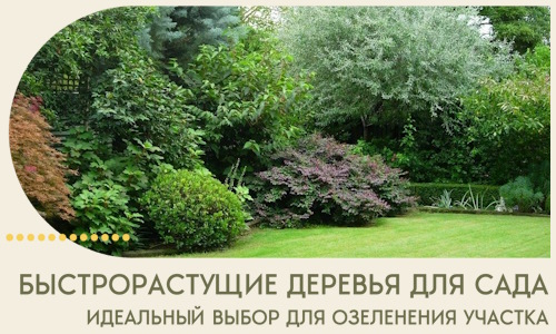 Быстрорастущие деревья для сада идеальный выбор в Мурманске