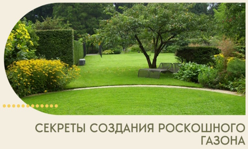 Секреты создания роскошного газона в Мурманске